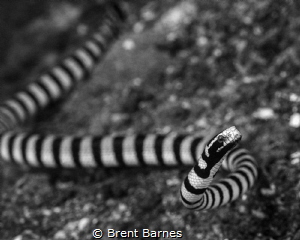 A banded sea snake in the Lembeh Strait, Indonesia by Brent Barnes 